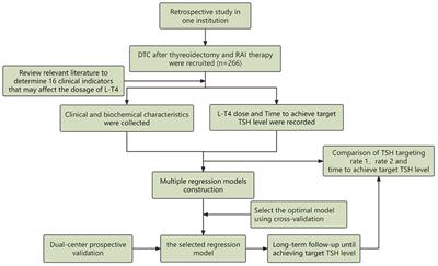 A predictive model for L-T4 dose in postoperative DTC after RAI therapy and its clinical validation in two institutions